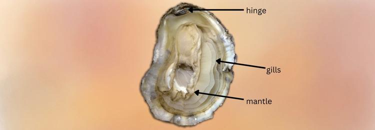 what is an oyster