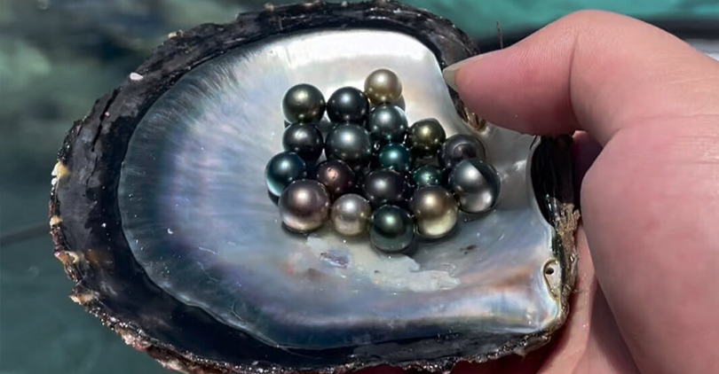 freshwater pearls vs saltwater pearls