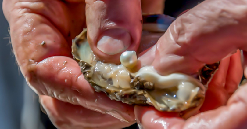 How Do Oysters Make Pearls and Why?