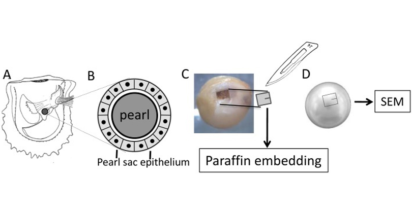 how are pearls made