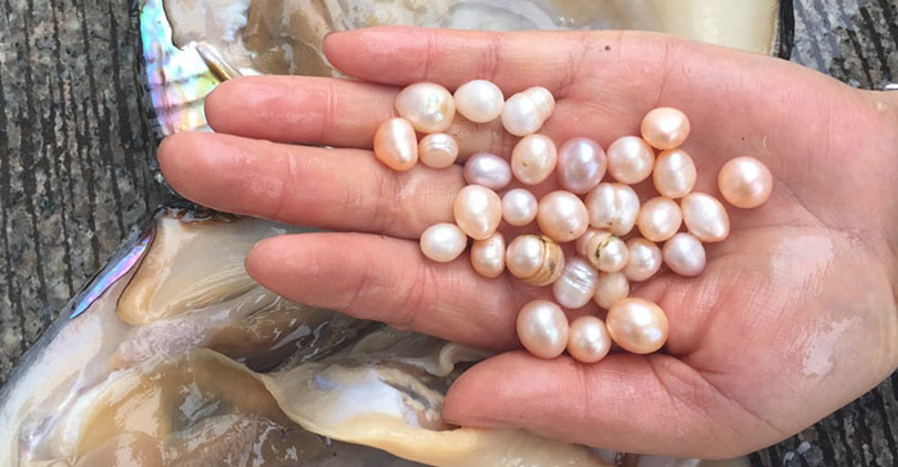 freshwater pearls