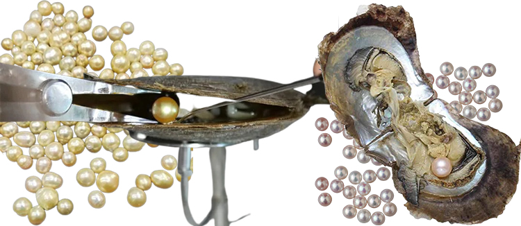 south sea pearls vs. akoya pearls